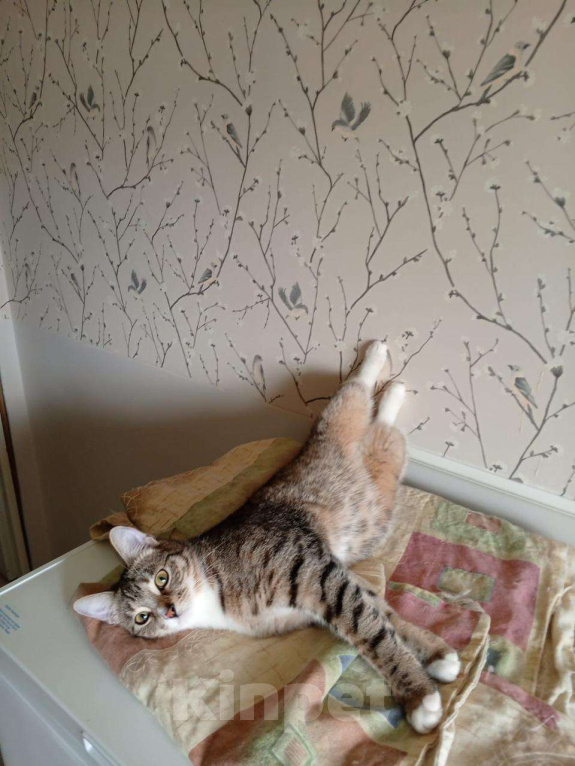 Кошки в Москве: Три кота три хвоста Мальчик, Бесплатно - фото 1
