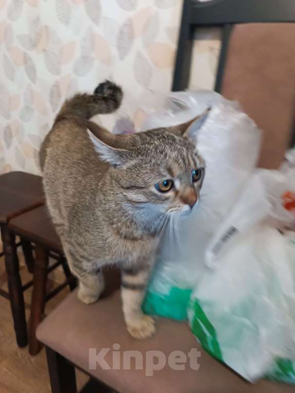 Кошки в Калининграде: Найден котенок Мальчик, Бесплатно - фото 3