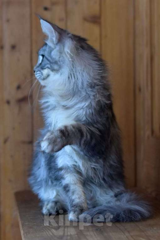 Кошки в Москве: Котенок 4 Мальчик, 1 руб. - фото 4