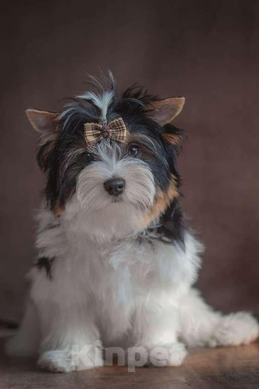 Собаки в Перми: Щенок бивер терьера Мальчик, Бесплатно - фото 1