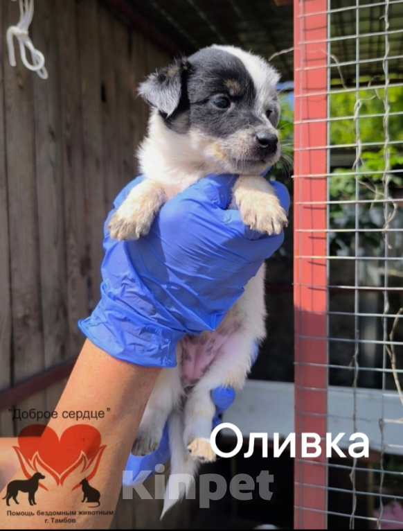 Собаки в Тамбове: Оливка Девочка, Бесплатно - фото 1