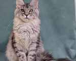 Кошки в Мытищах: Котенок Мейн-кун Девочка, 40 000 руб. - фото 2