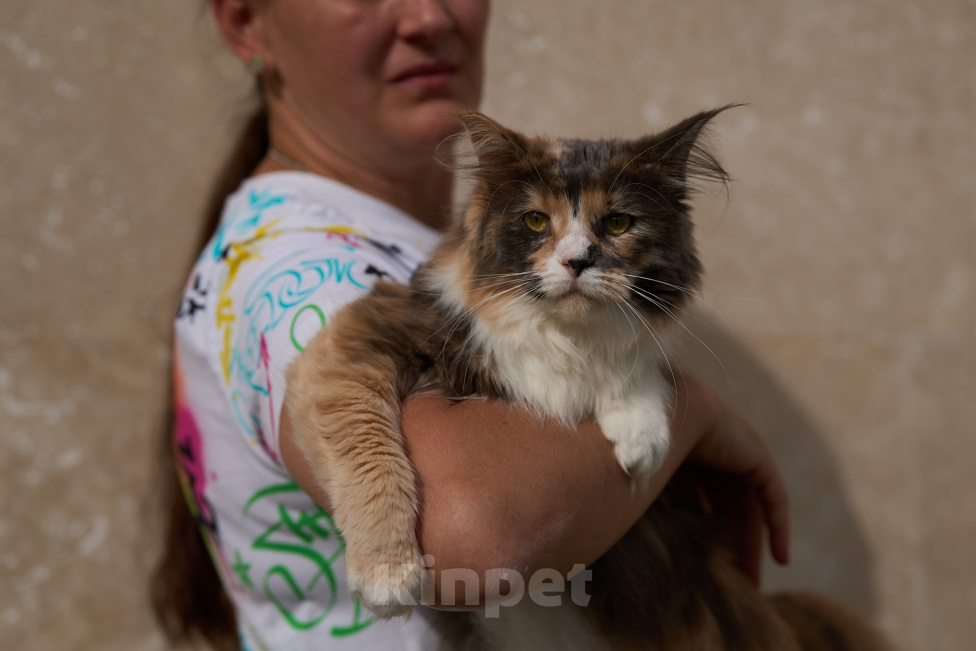 Кошки в Москве: Мейн-кун девочка Девочка, 50 000 руб. - фото 1