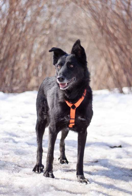 Собаки в Москве: Бывшедомашняя Венди, которую предали, снова мечтает стать счастливой Девочка, Бесплатно - фото 4