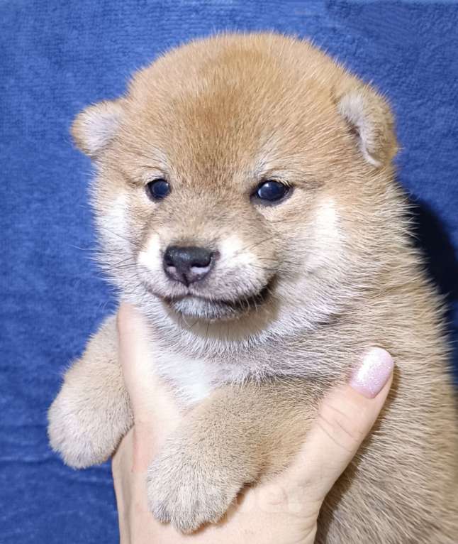 Собаки в Сертолово: Сука сиба Девочка, 25 000 руб. - фото 2