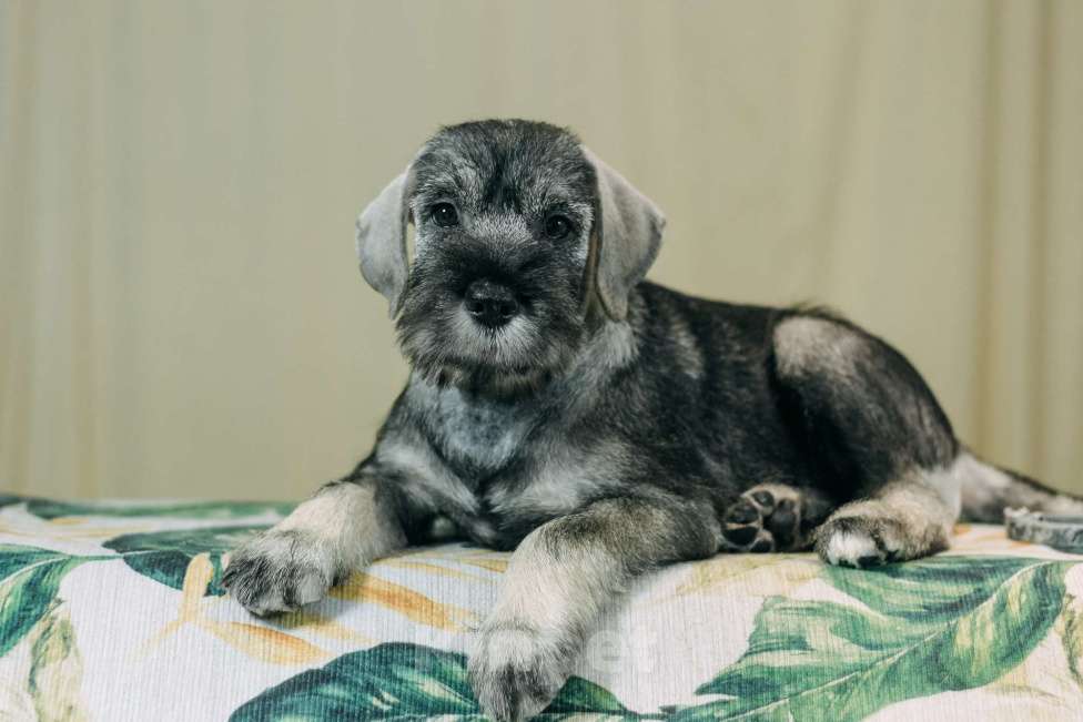 Собаки в Уфе: Щенок Шнауцера, перец с солью Девочка, Бесплатно - фото 1