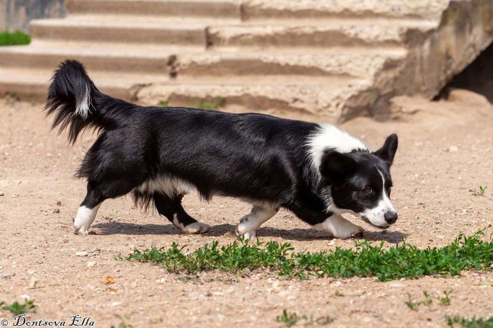 Собаки в других городах Московской области: Корги триколоры  Мальчик, 30 000 руб. - фото 5
