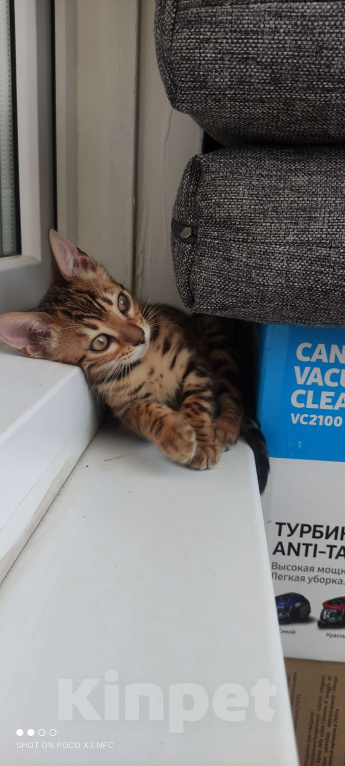 Кошки в Химках: Бенгальский котенок кошка Девочка, 35 000 руб. - фото 2