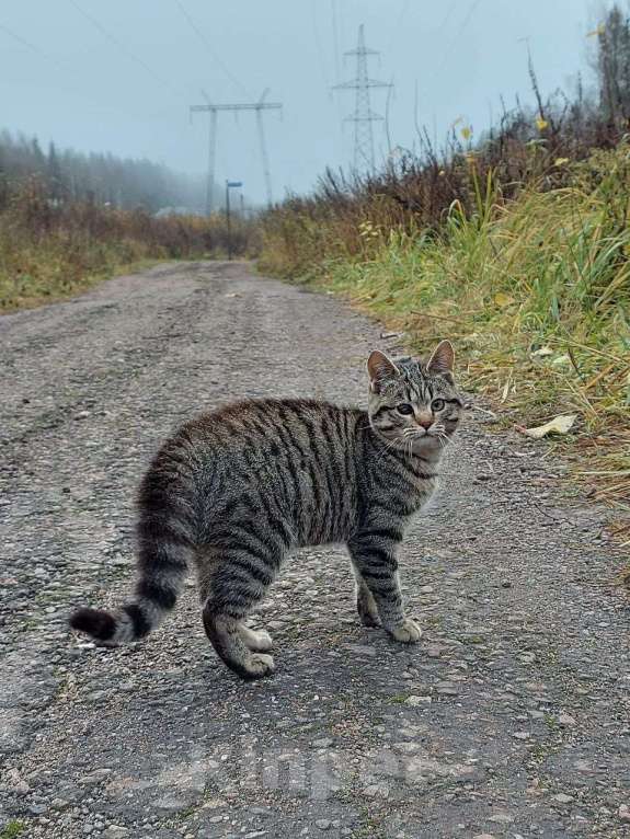 Кошки в других городах Московской области: Космическая одноглазая кошка (котенок) Девочка, 1 руб. - фото 6
