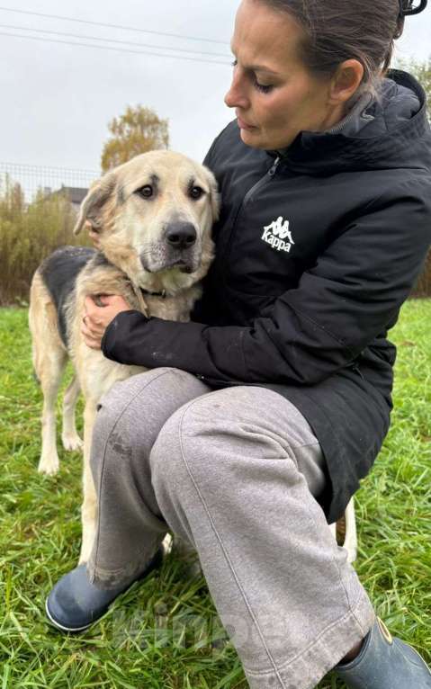 Собаки в Истре: Молодая собака ищет дом и семью Девочка, Бесплатно - фото 3