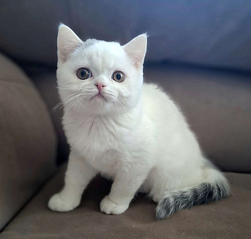 Шотландский короткошерстный мальчик