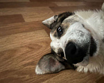 Собаки в Санкт-Петербурге: Пропала собака Мальчик, Бесплатно - фото 4