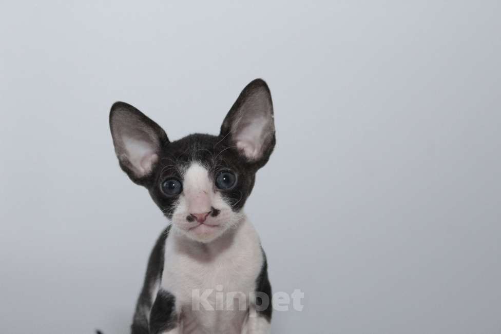 Кошки в Москве: малыши к резервированию. питомник Корнелита Мальчик, 60 000 руб. - фото 6