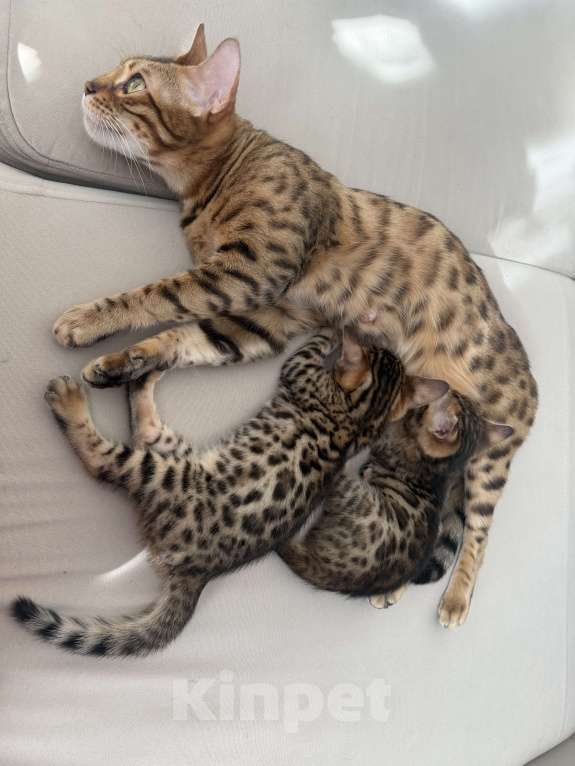 Кошки в других городах Московской области: Бенгальские котята Девочка, 16 000 руб. - фото 5