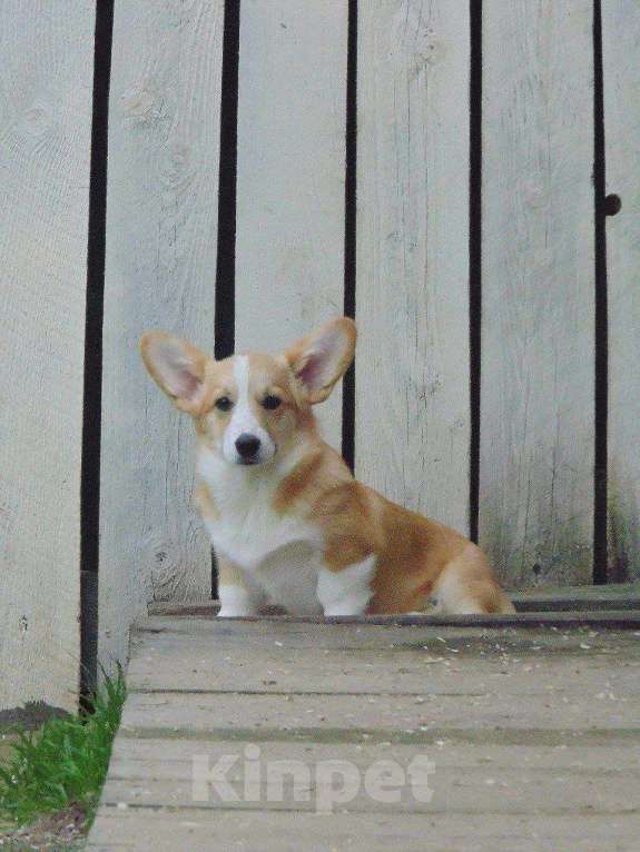 Собаки в Москве: Пемброк 4 месяца  Девочка, Бесплатно - фото 2