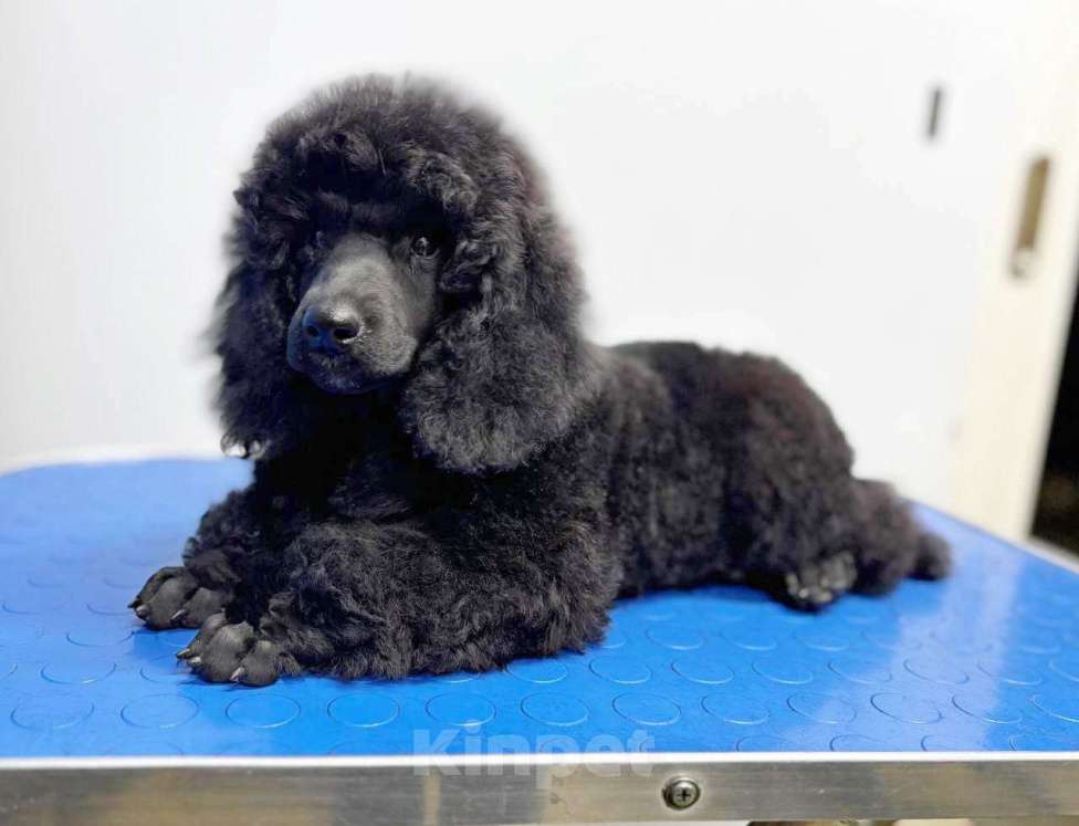 Собаки в Москве: Щенки Малого Пуделя Девочка, 90 000 руб. - фото 4