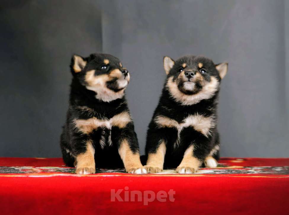 Собаки в других городах Ленинградской области: Отличные породистые щенки Девочка, Бесплатно - фото 5