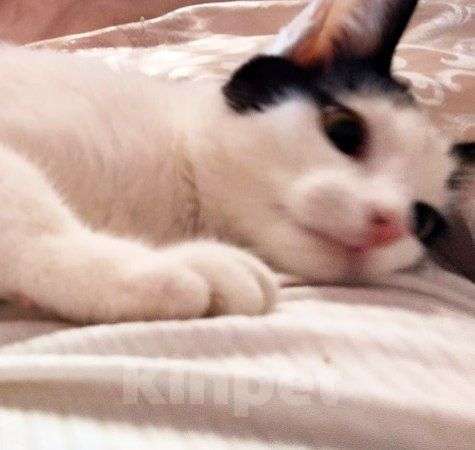 Кошки в Москве: Молодая ласковая Зая 5 мес Девочка, Бесплатно - фото 1