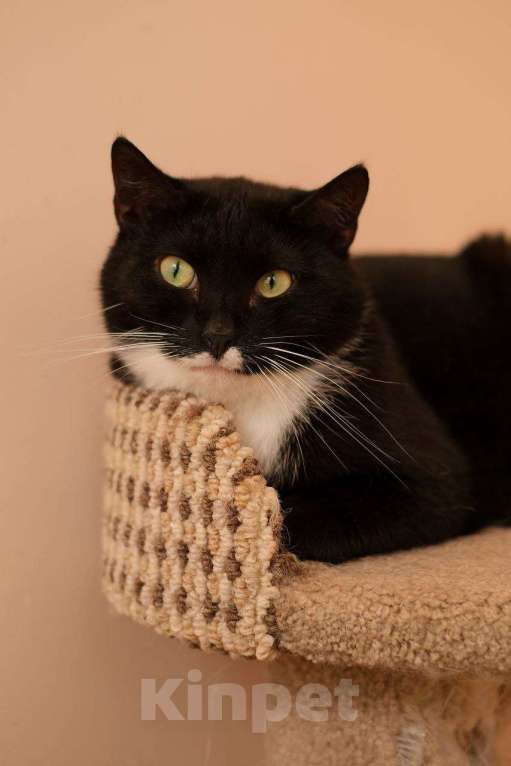 Кошки в Санкт-Петербурге: Кот ищет дом Мальчик, Бесплатно - фото 5