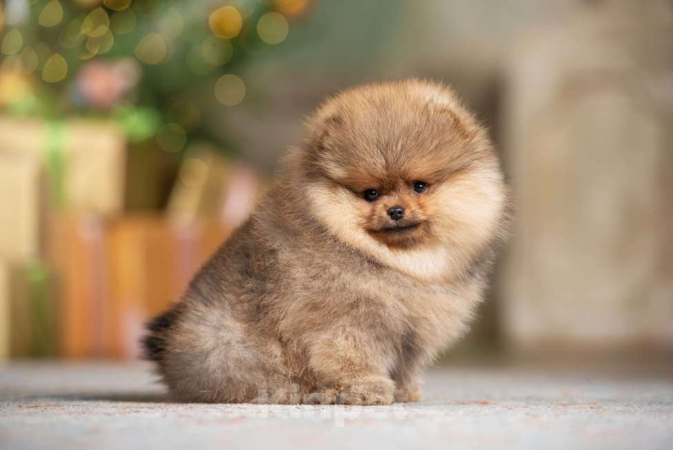 Собаки в Москве: Померанцы медвежьего типа мальчик и девочка  Девочка, Бесплатно - фото 1