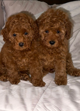 Собаки в других городах Краснодарского края: Ищу хозяина  Мальчик, Бесплатно - фото 2