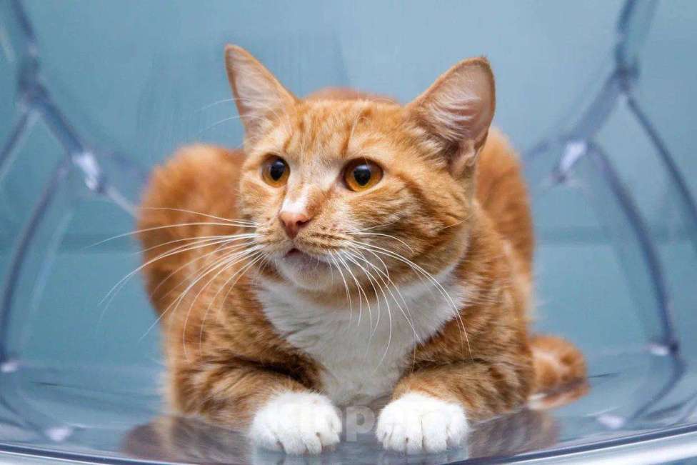 Кошки в Москве: Кошка Дуся в добрые руки Девочка, Бесплатно - фото 2