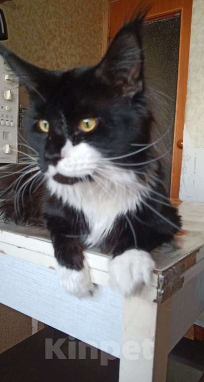 Кошки в Москве: В разведение! Мальчик, Бесплатно - фото 2