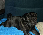Собаки в Энгельс: Мопс вязка, 4 000 руб. - фото 3