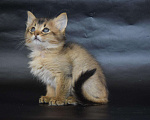 Кошки в Кургане: котята, 25 000 руб. - фото 2