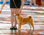 Собаки в Москве: Щенки Сиба Ину Мальчик, 80 000 руб. - фото 4