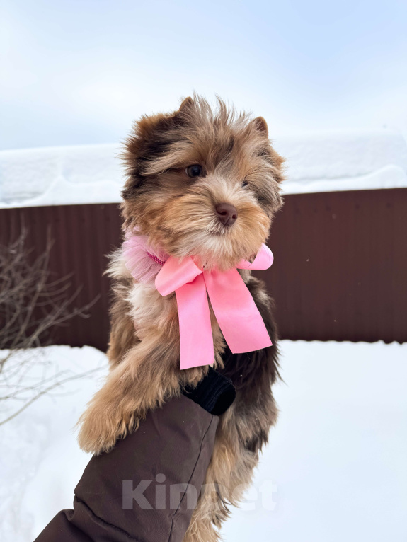 Собаки в Москве: Девочка шоко мерле, красотка Девочка, 70 000 руб. - фото 2