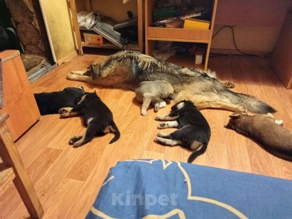 Собаки в Новосибирске: Отдам щенков в добрые руки Девочка, Бесплатно - фото 2