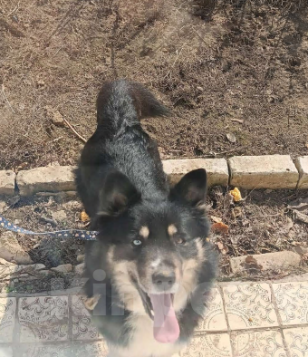 Собаки в других городах Волгоградской области: Немечкая овчарка-хаска Девочка, Бесплатно - фото 1