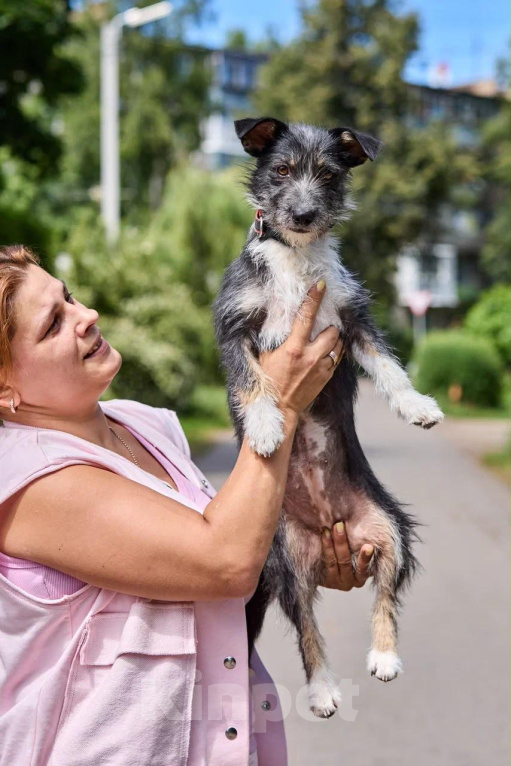 Собаки в Москве: Ищем дом - чудо Мане весом -8 кг Девочка, Бесплатно - фото 3