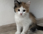 Кошки в Краснодаре: Трехцветная кошечка Девочка, Бесплатно - фото 3