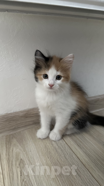Кошки в Краснодаре: Трехцветная кошечка Девочка, Бесплатно - фото 3