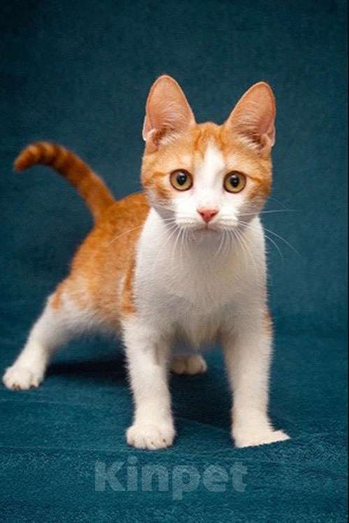 Кошки в Москве: Персиковое чудо Китти, милый, нежный котенок в добрые руки Девочка, 10 руб. - фото 6