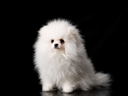 Суперпушистый белоснежный шпиц. РКФ, метрика, родословная.