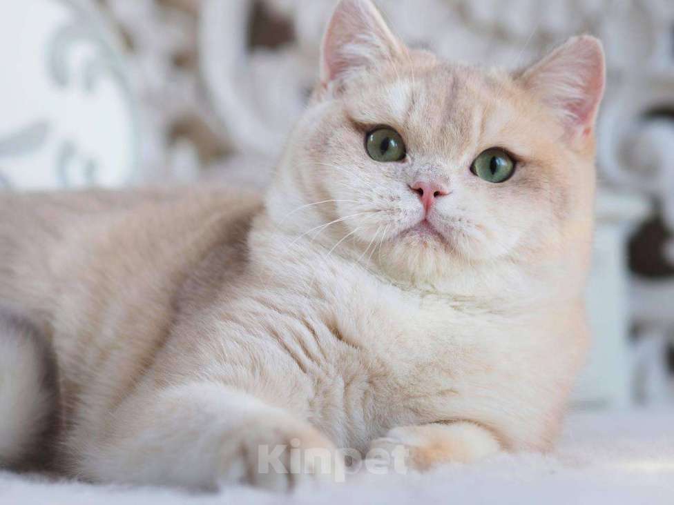 Кошки в Москве: Британский котенок Гром Мальчик, 100 000 руб. - фото 9