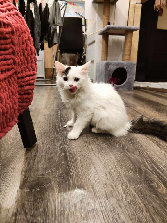 Кошки в Люберцах: Манчкин лонг Мальчик, 15 000 руб. - фото 3