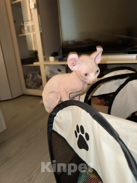 Кошки в Одинцово: Продадим прекрасных котят в добрую, любящую семью Разнополые, 15 000 руб. - фото 4