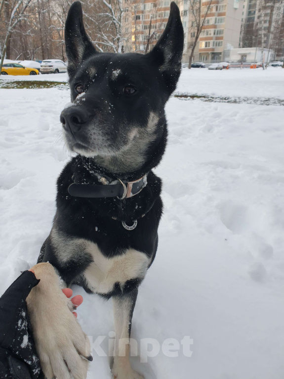 Собаки в Москве: Собака в добрые руки Мальчик, Бесплатно - фото 4