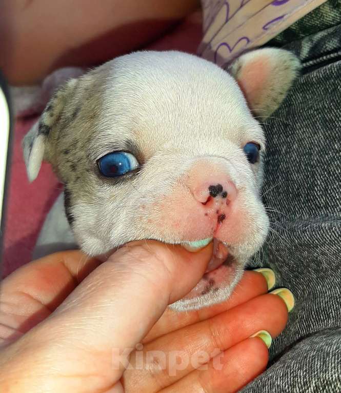 Собаки в Волгограде: Французский бульдог-щенки Мальчик, 20 000 руб. - фото 2