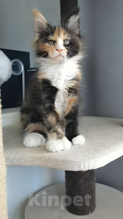 Кошки в Иркутске: Зара Девочка, 30 000 руб. - фото 2