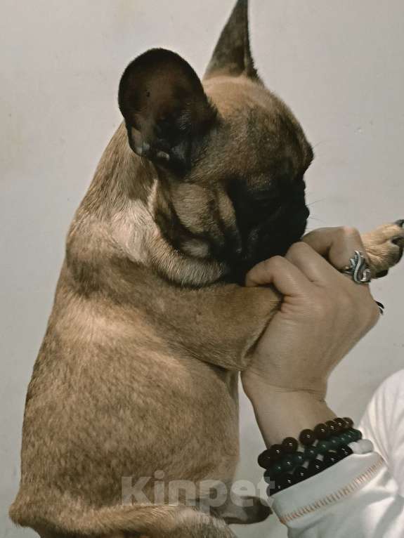 Собаки в Хадыженске: Мальчик Французский бульдог РКФ  Мальчик, 80 000 руб. - фото 3