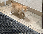 Кошки в Домодедово: Кошка найдёныш Девочка, Бесплатно - фото 4