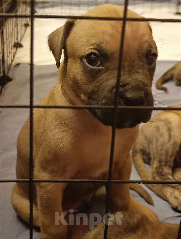 Собаки в Москве: Породистые и красивые щенки Алано Мальчик, Бесплатно - фото 8