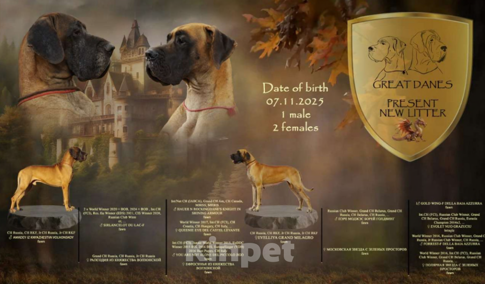 Собаки в других городах Приморского края: Щенок немецкого дога. Сука. Окрас палевый Девочка, Бесплатно - фото 2