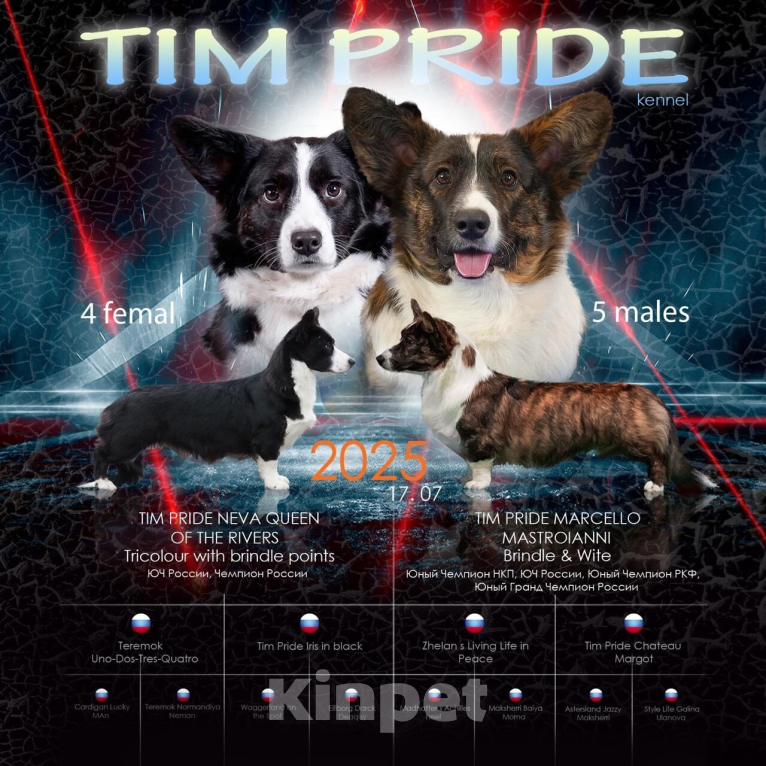 Собаки в Санкт-Петербурге: Щенки Вельш-корги кардиган Мальчик, 45 000 руб. - фото 3