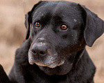 Собаки в Москве: Черный лабрадор Лорейн в добрые руки Девочка, Бесплатно - фото 7